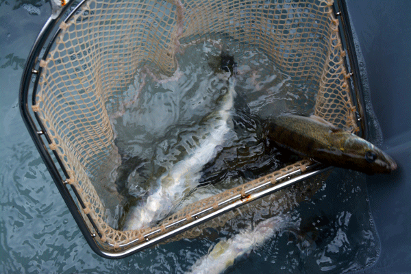 Pike Perch Abfischung ist nicht ungefährlich für Fisch und Fischwirt.